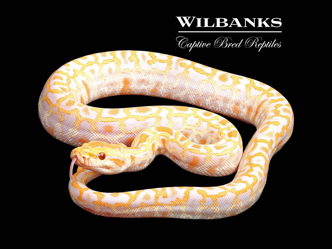 Albino 100% Het. Pied 66% PH Granite Burmese Python  ♂ '25