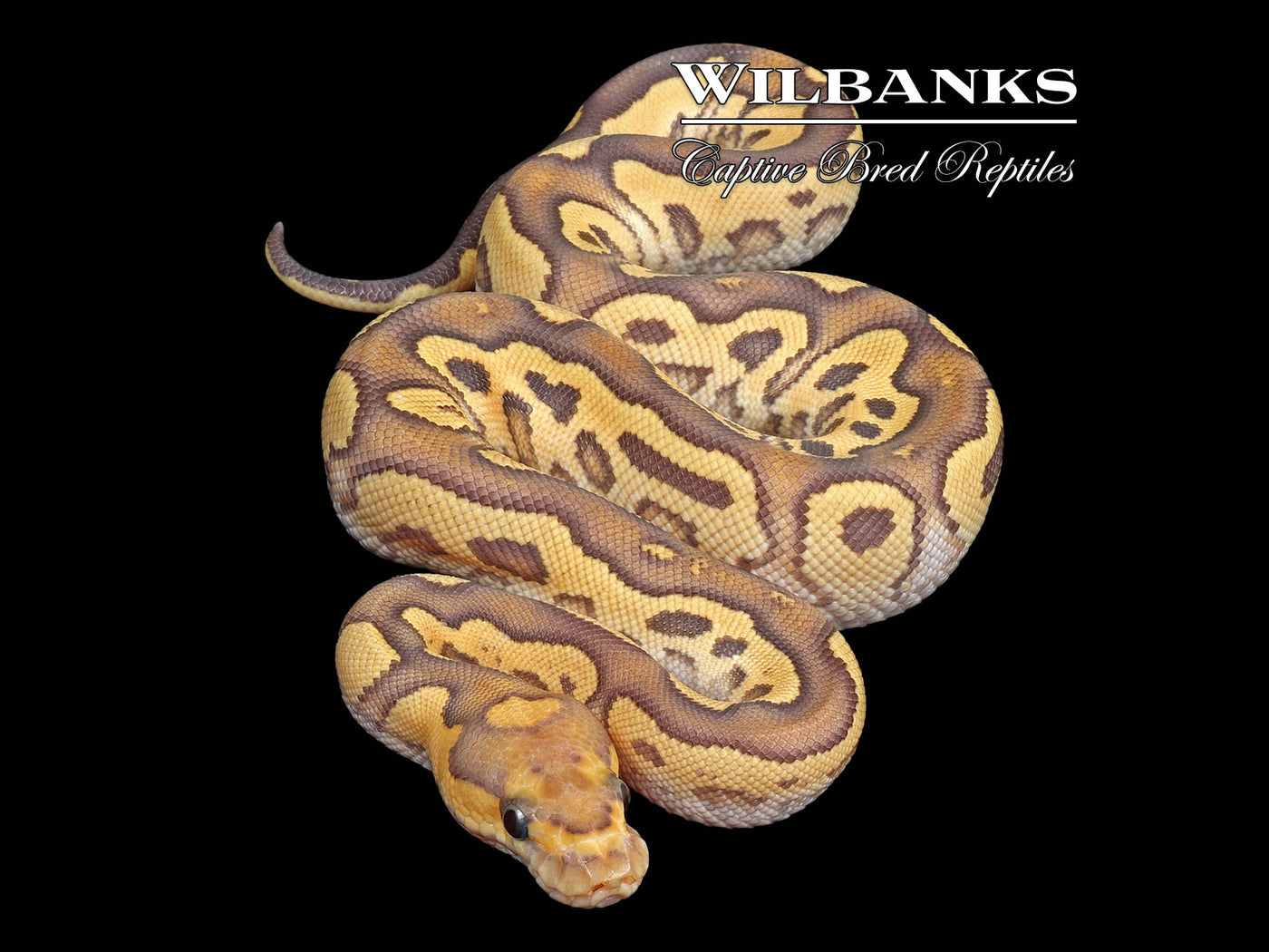 Mojave Fire Clown Ball Python ♀ '24