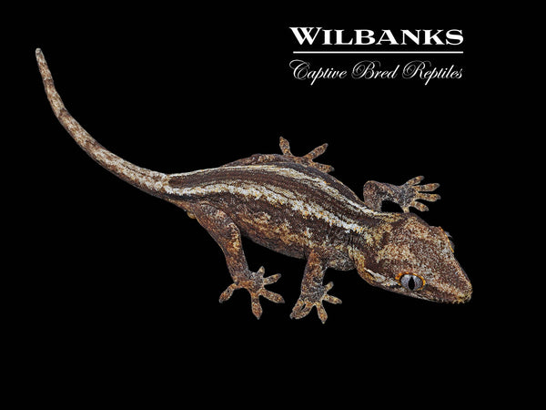 Striped Gargoyle Gecko '24 – Wilbanks Captive Bred Reptiles