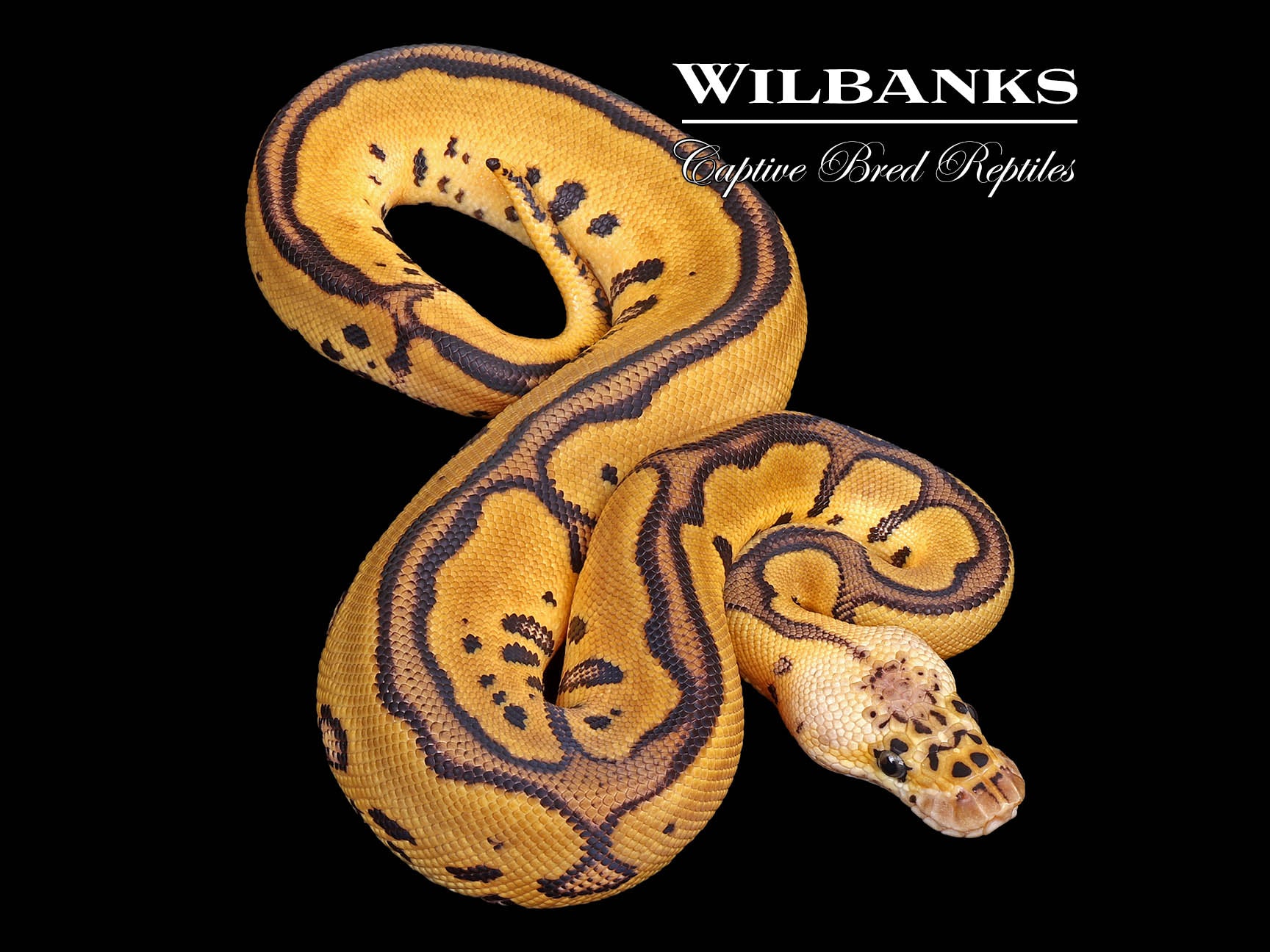 Pastel Leopard Clown Ball Python ♂ '25 – Wilbanks Captive Bred Reptiles