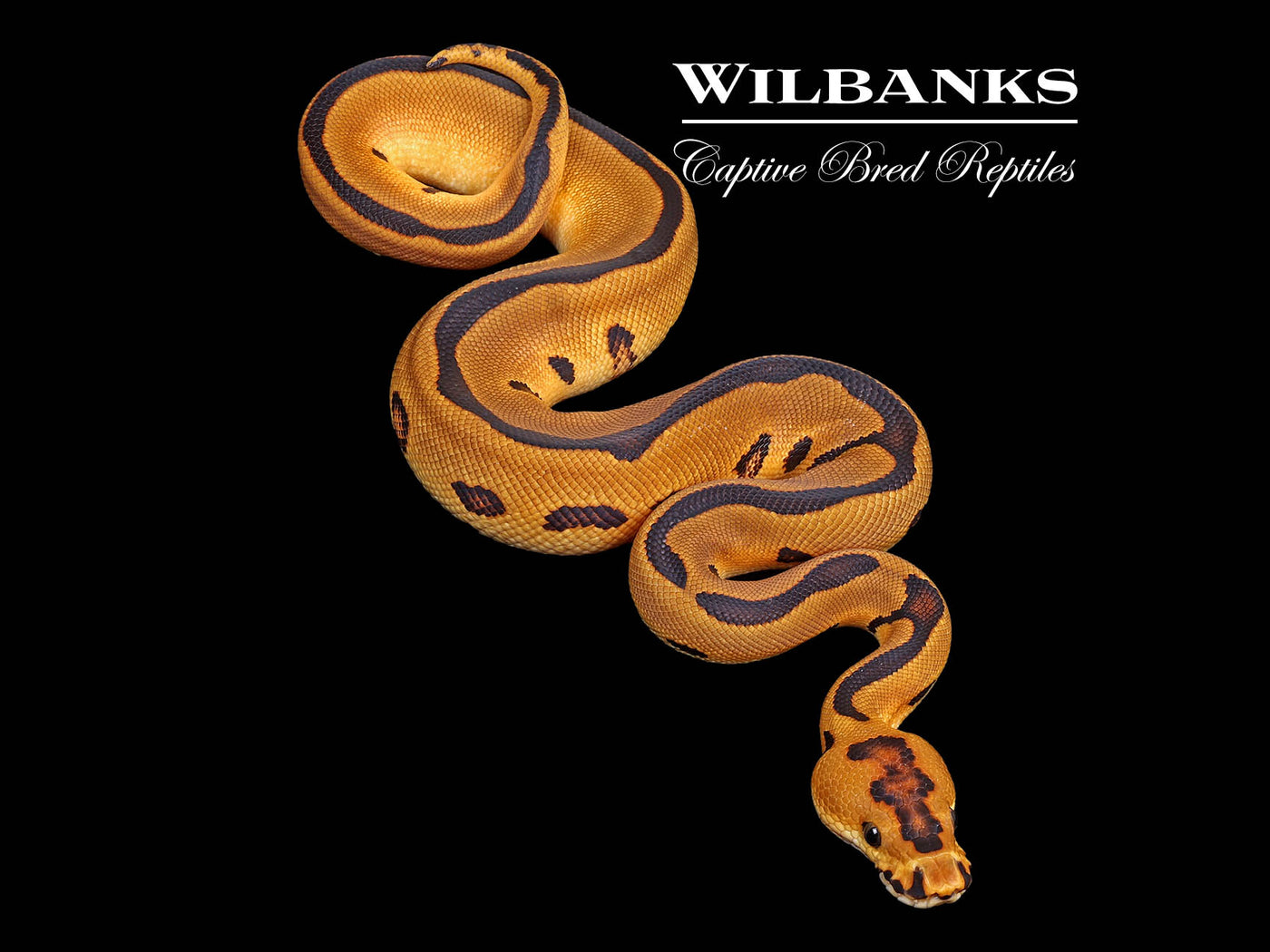 Enchi Leopard Clown Ball Python ♂ '25 – Wilbanks Captive Bred Reptiles