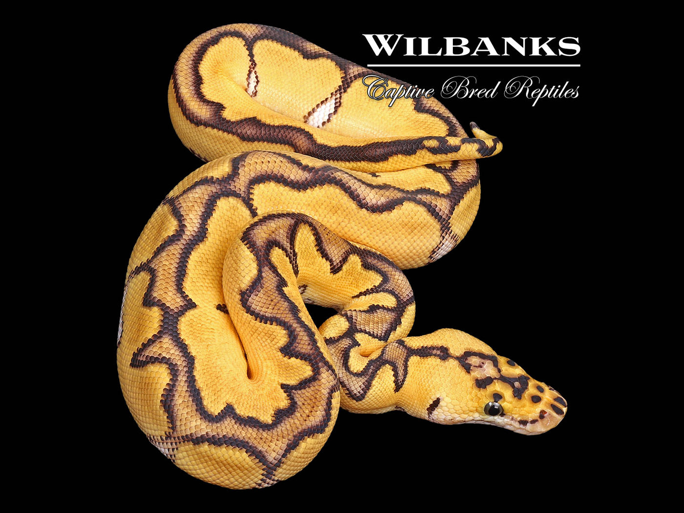 Pastel Enchi Clown Ball Python ♂ '25