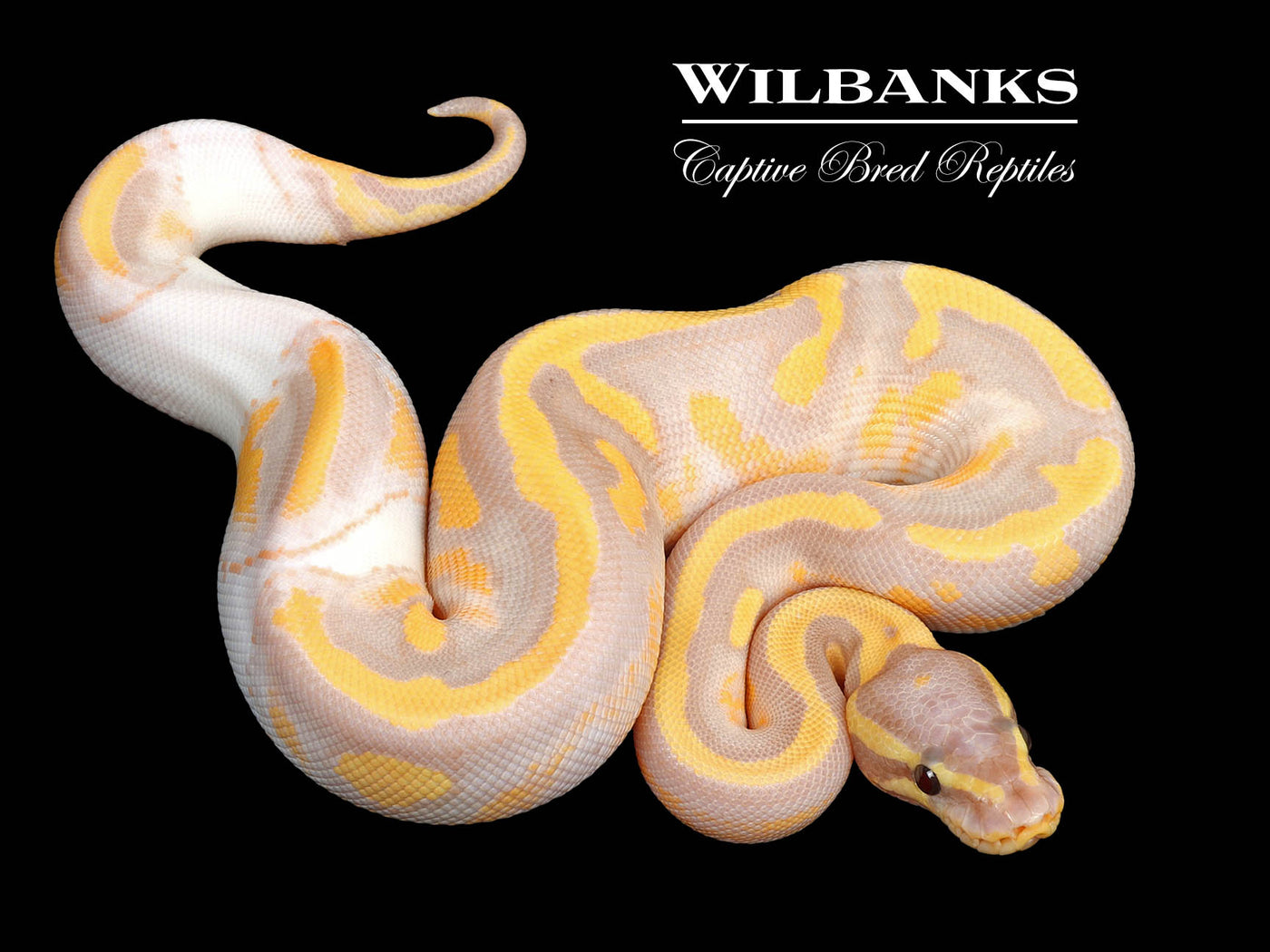 Banana Pied Ball Python ♀ '25