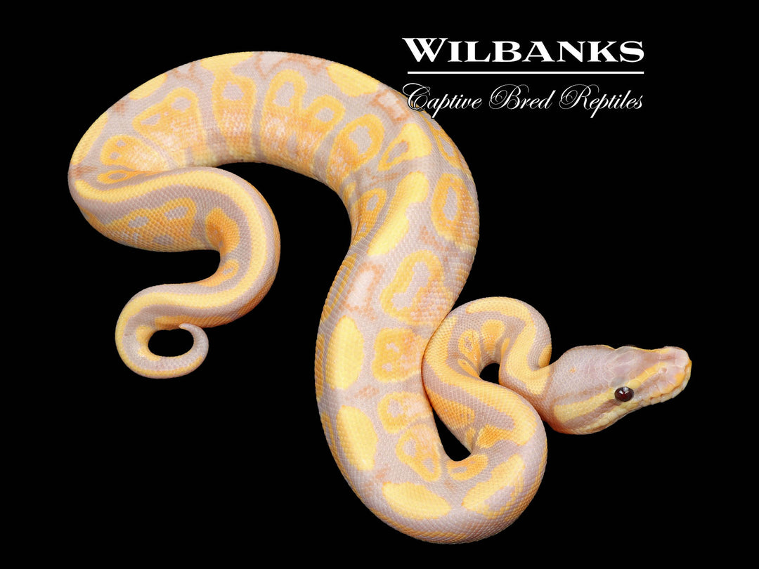 non.pig.12.hano.122 Banana Fire Enchi 100% Het. Clown Ball Python ♂ '25