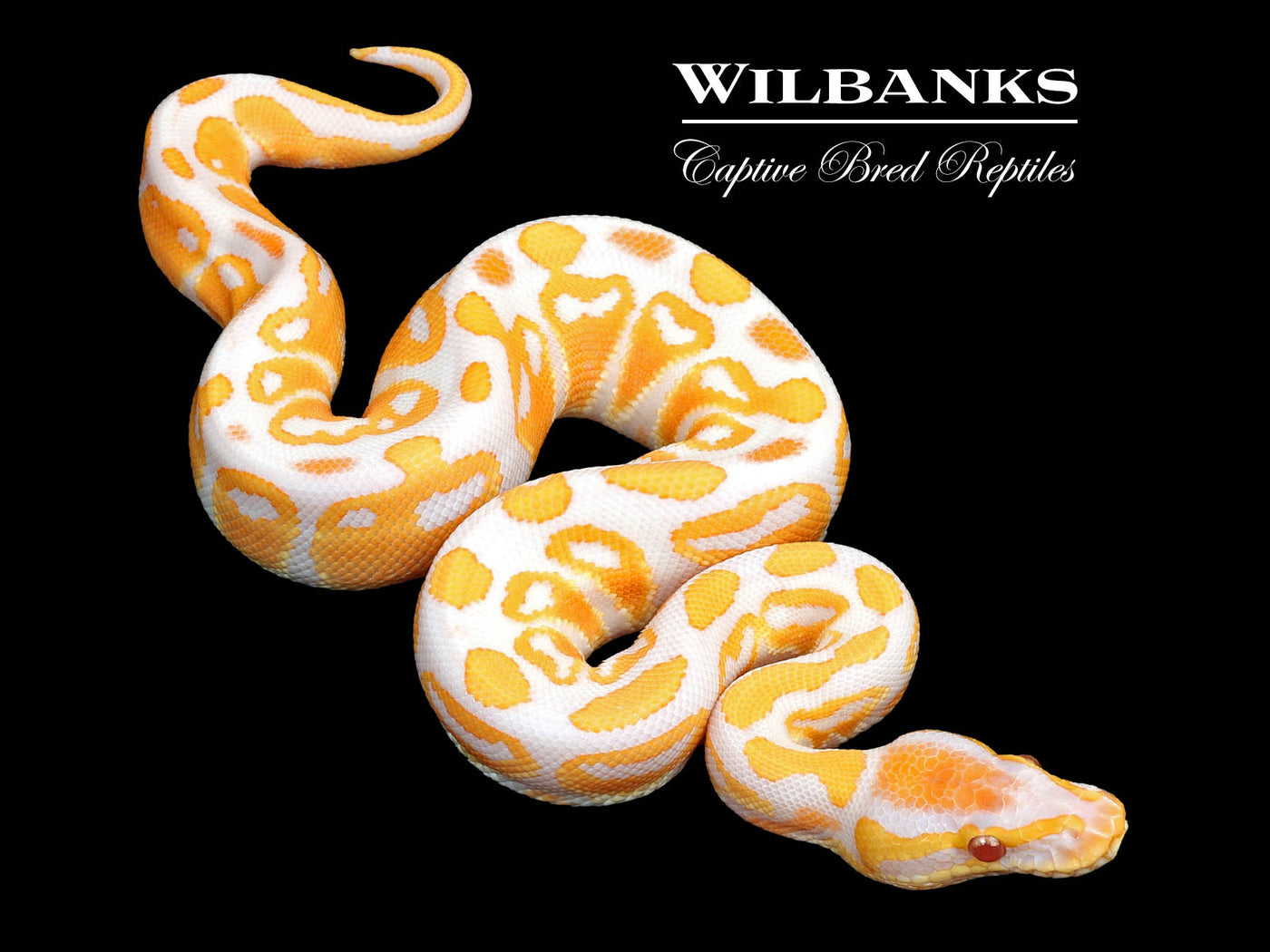 Lavender Albino Ball Python ♂ '25