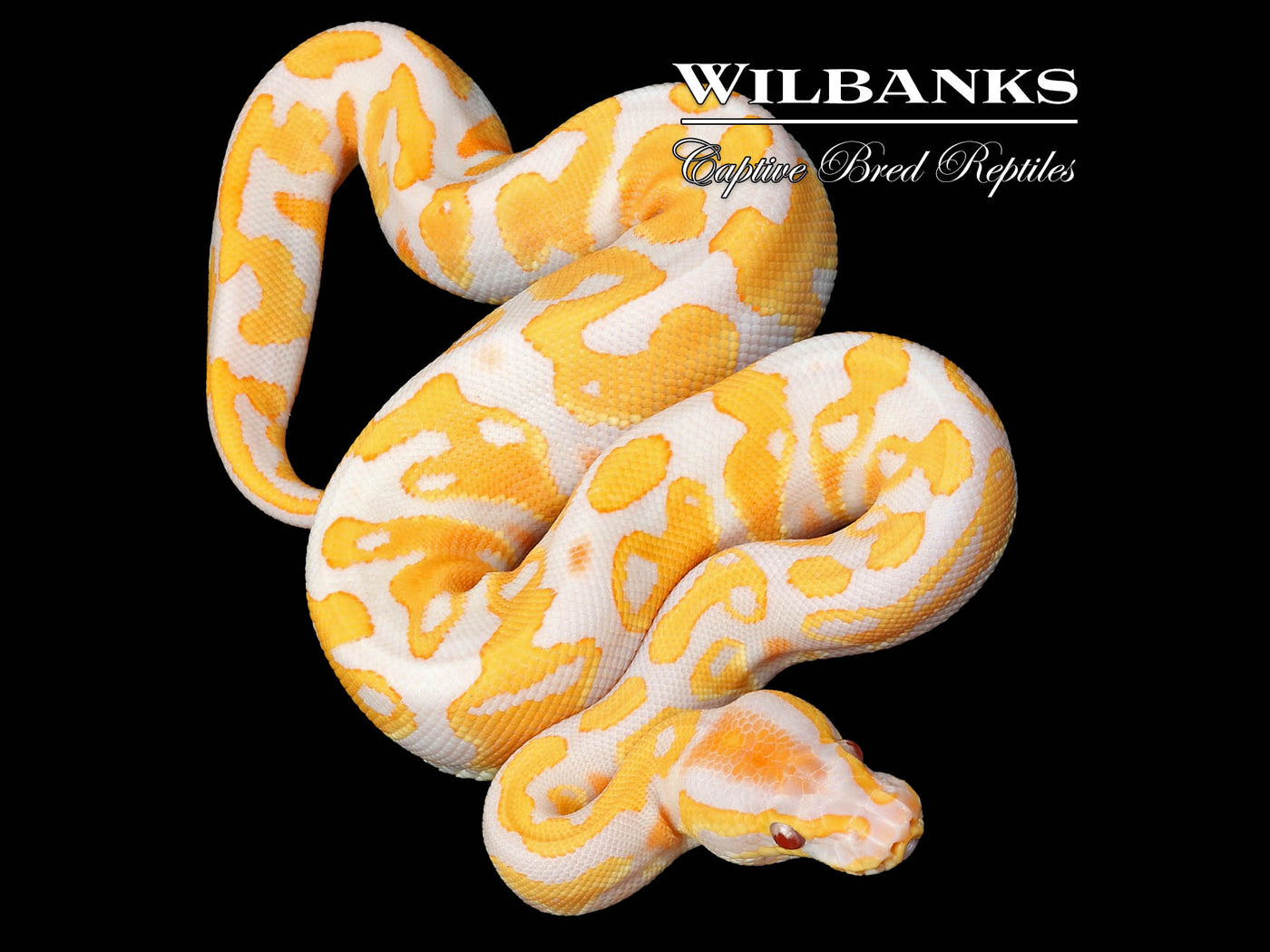 Lavender Albino Yellow Belly 100% Het. Pied Ball Python ♂ '25