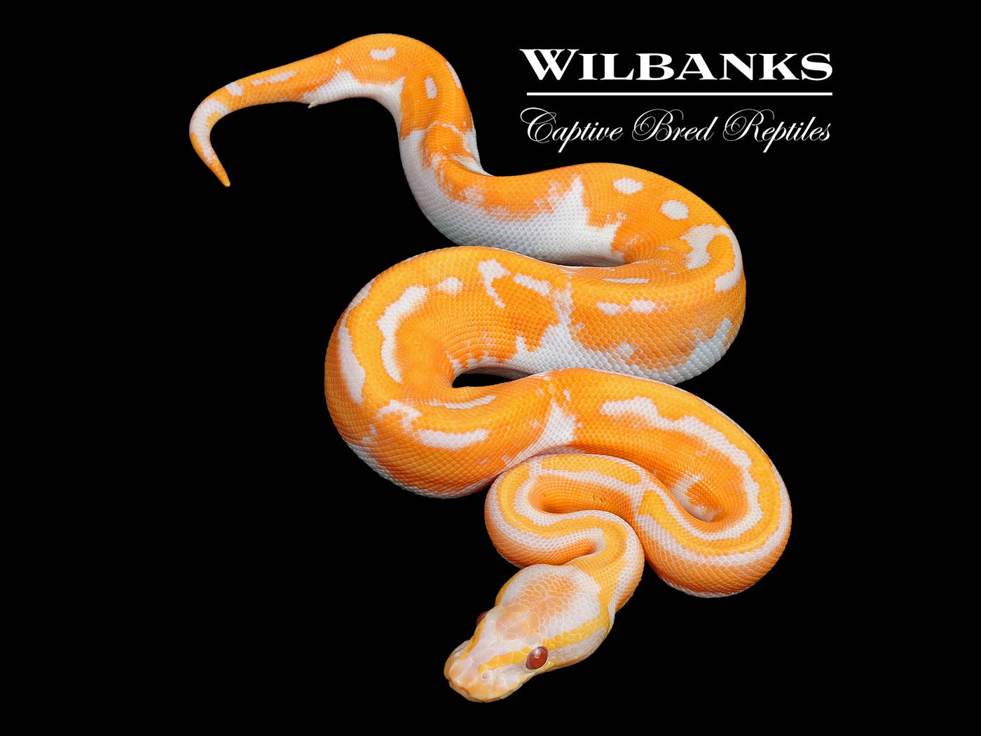Blackhead Orange Dream Dreamsicle Ball Python ♂ '25