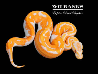 Blackhead Orange Dream Dreamsicle Ball Python ♂ '25