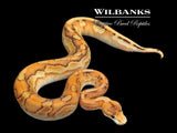Leopard Champagne Black Pastel Enchi Ball Python ♂ '25