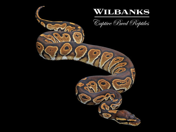 梵*丸様 VOLCANO G-1 BOA-COLLAR SHEEP レザージャケ Blackhead Special Ball Python ♀ '25 – Wilbanks Captive Bred Reptiles