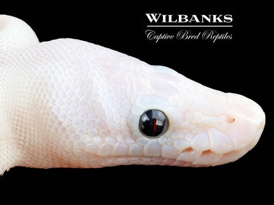 Super Fire Ball Python ♀ '25