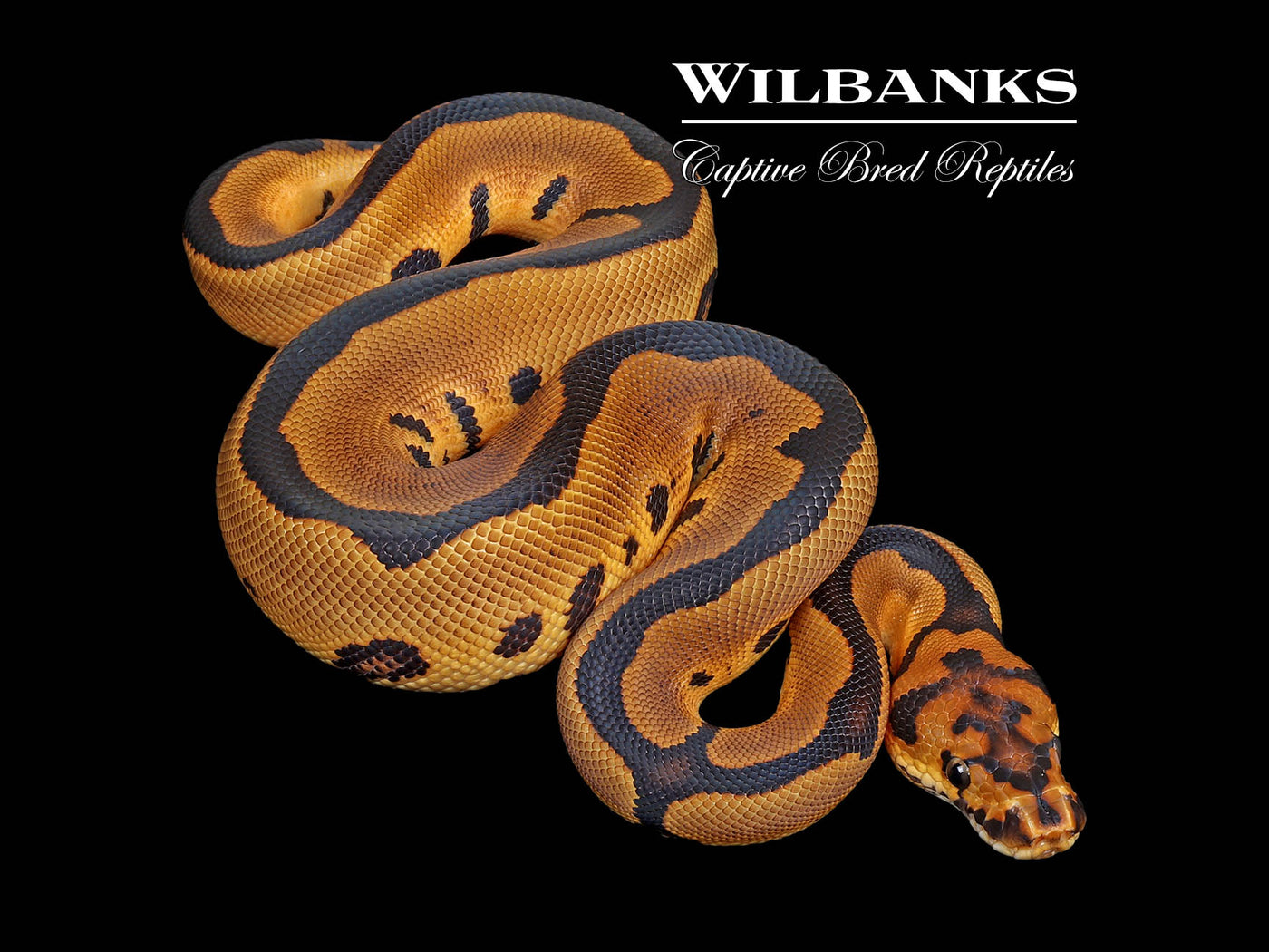 Leopard Clown Ball Python ♂ '25
