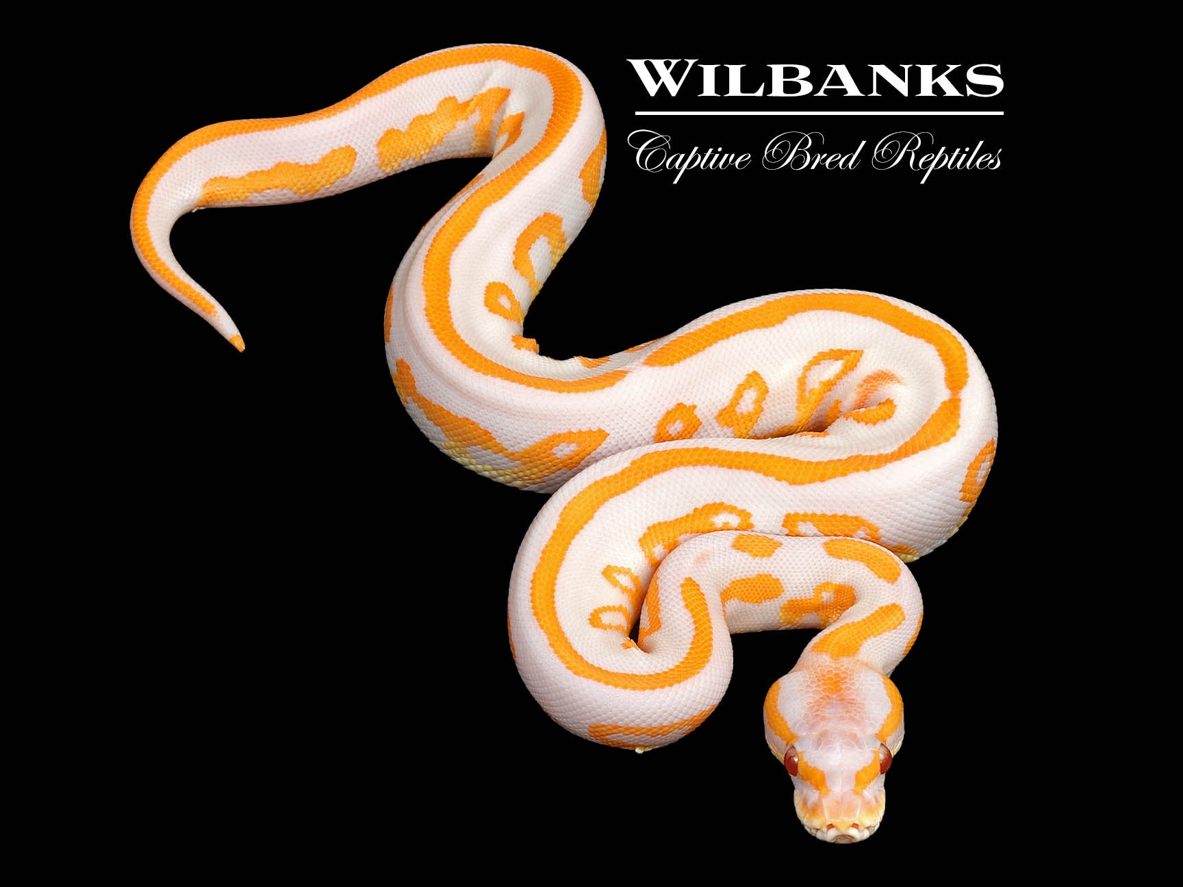 Lavender Leopard Blackhead Ball Python ♀ '25 – Wilbanks Captive Bred ...