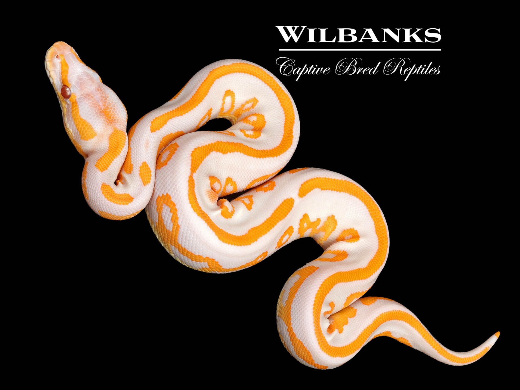 Lavender Leopard Blackhead Ball Python ♀ '25 – Wilbanks Captive Bred ...