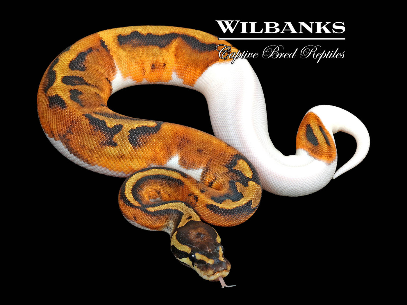 Pied Ball Python ♀ '25