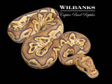 Mojave Fire Clown Ball Python ♀ '26