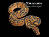 Orange Crush Ball Python ♀ '26