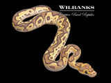 Mojave Fire Clown Ball Python ♂ '26