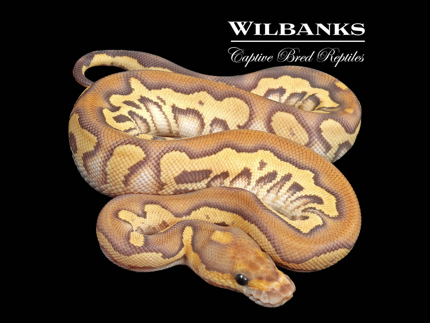 Mojave Fire Clown Ball Python ♀ '24