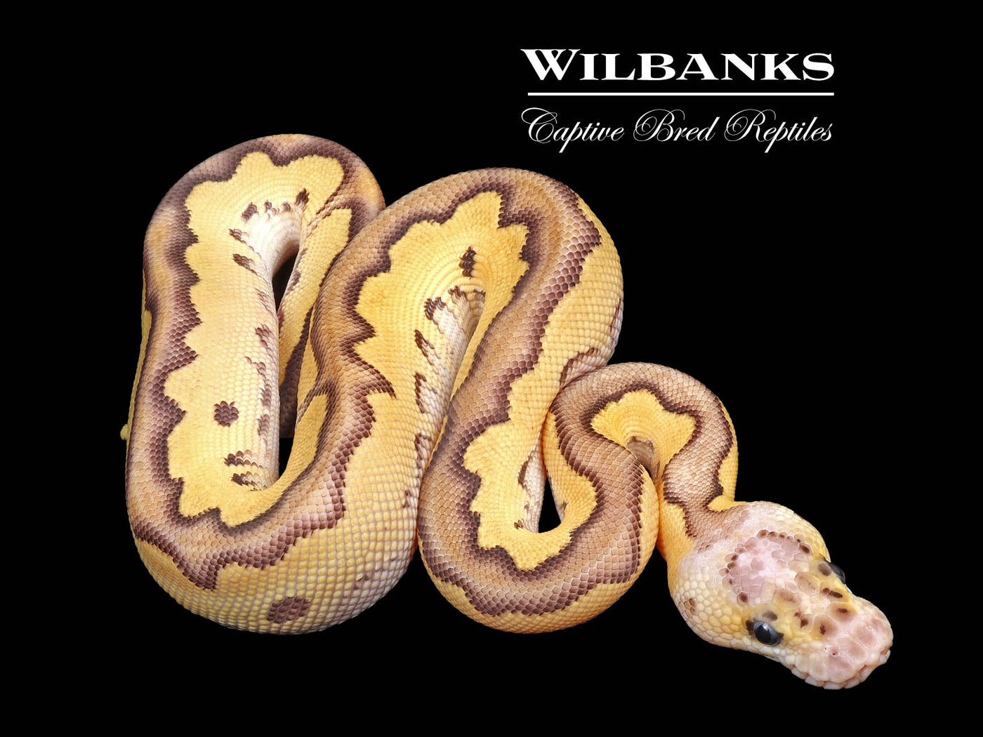 Pastave Clown Ball Python ♂ '24