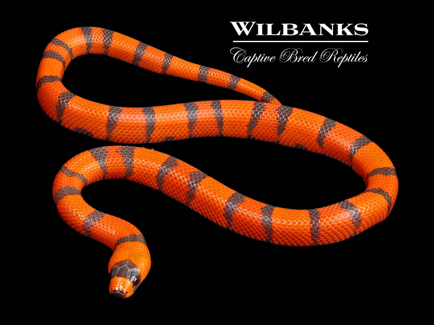 Tangerine Hypo Honduran Milksnake ♂ '24