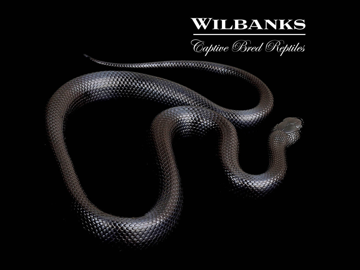 Mexican Black Kingsnake ♂ '24