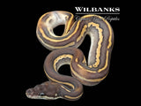 Leopard Blackhead Cinnamon 100% Het. Lavender Albino Ball Python ♂ '26