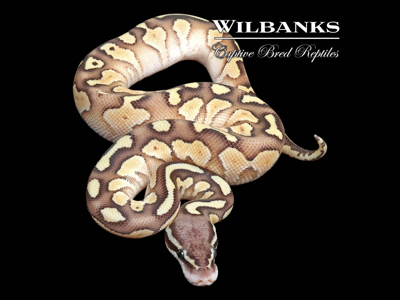 Pastel Butter 100% Het. Sunset Ball Python ♂ '24