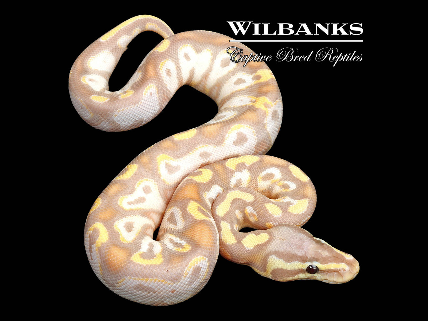 Banana Pastel Yellow Belly Ball Python ♂ '25