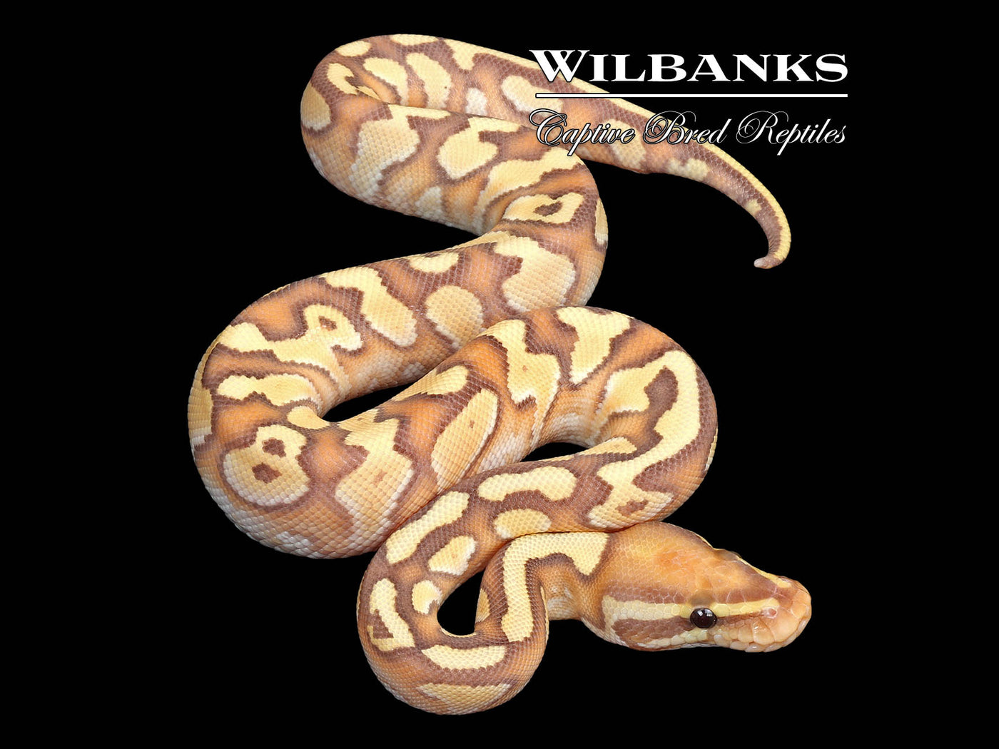 Banana Butter Ball Python ♂ '25