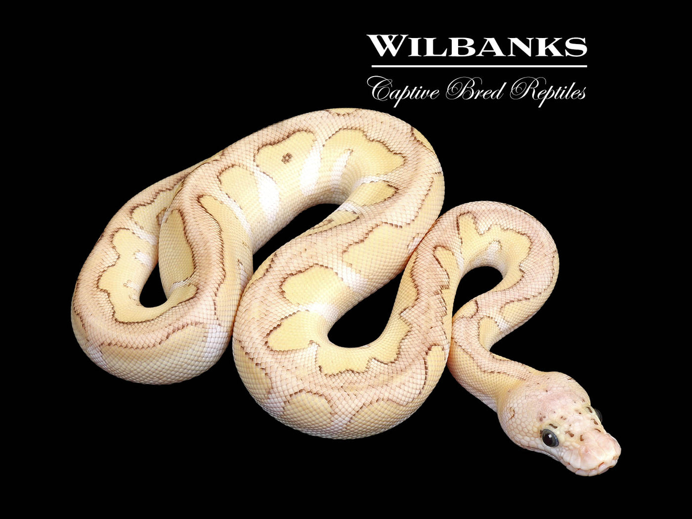Pastel Butter Clown Ball Python ♂ '25