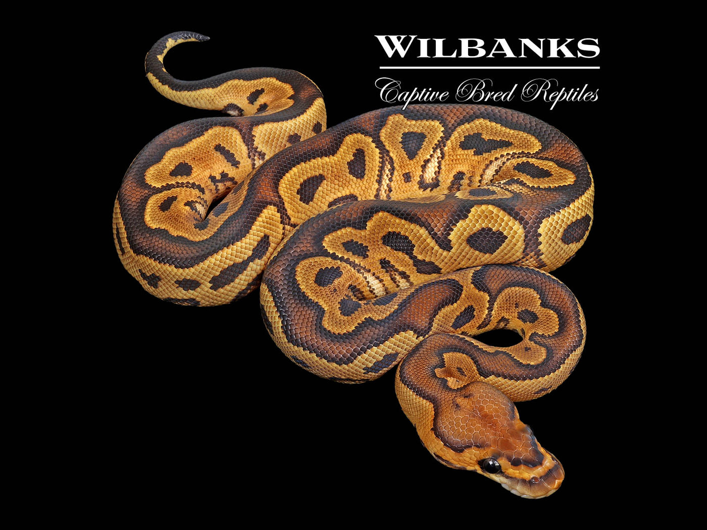 Sugar Clown Ball Python ♀ '25