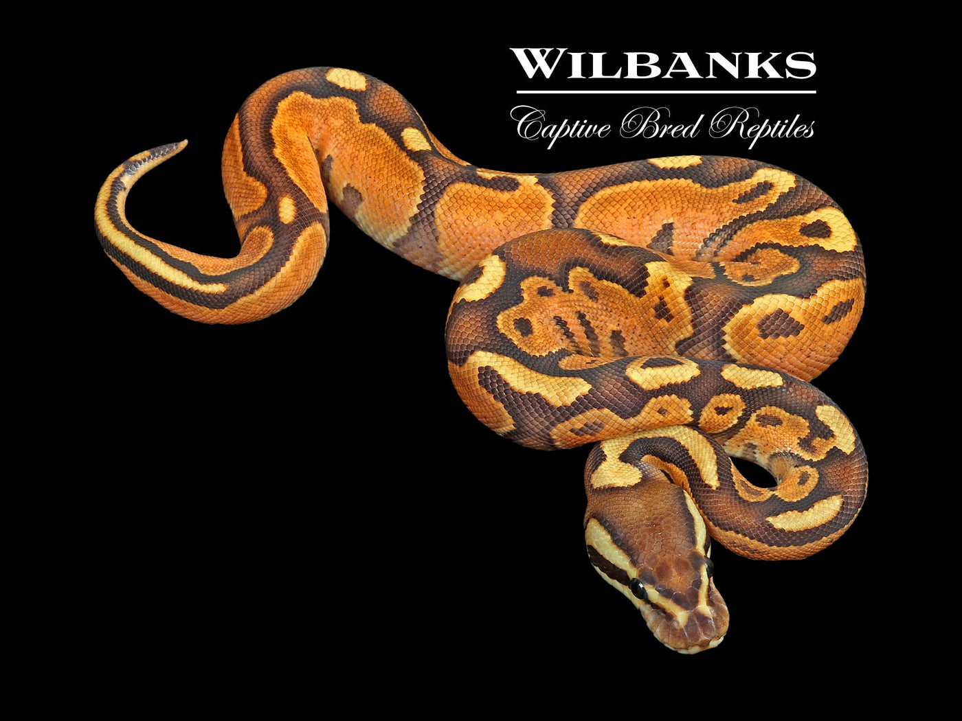 Black Fire Enchi Ball Python ♂ '25