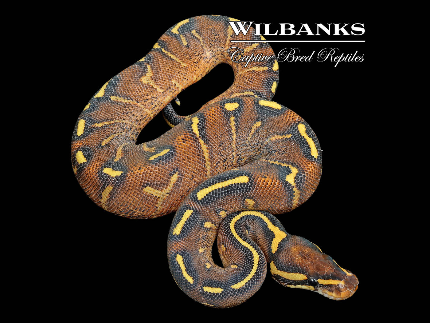 Super Gravel Ball Python ♀ '25