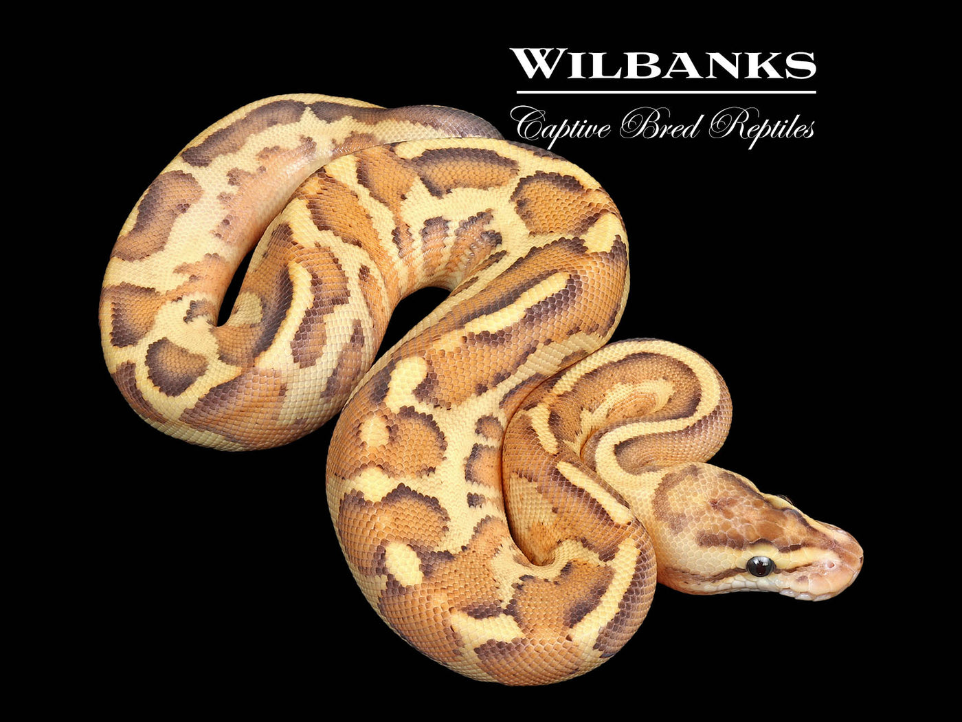 Leopard Super Spark Ball Python ♀ '25
