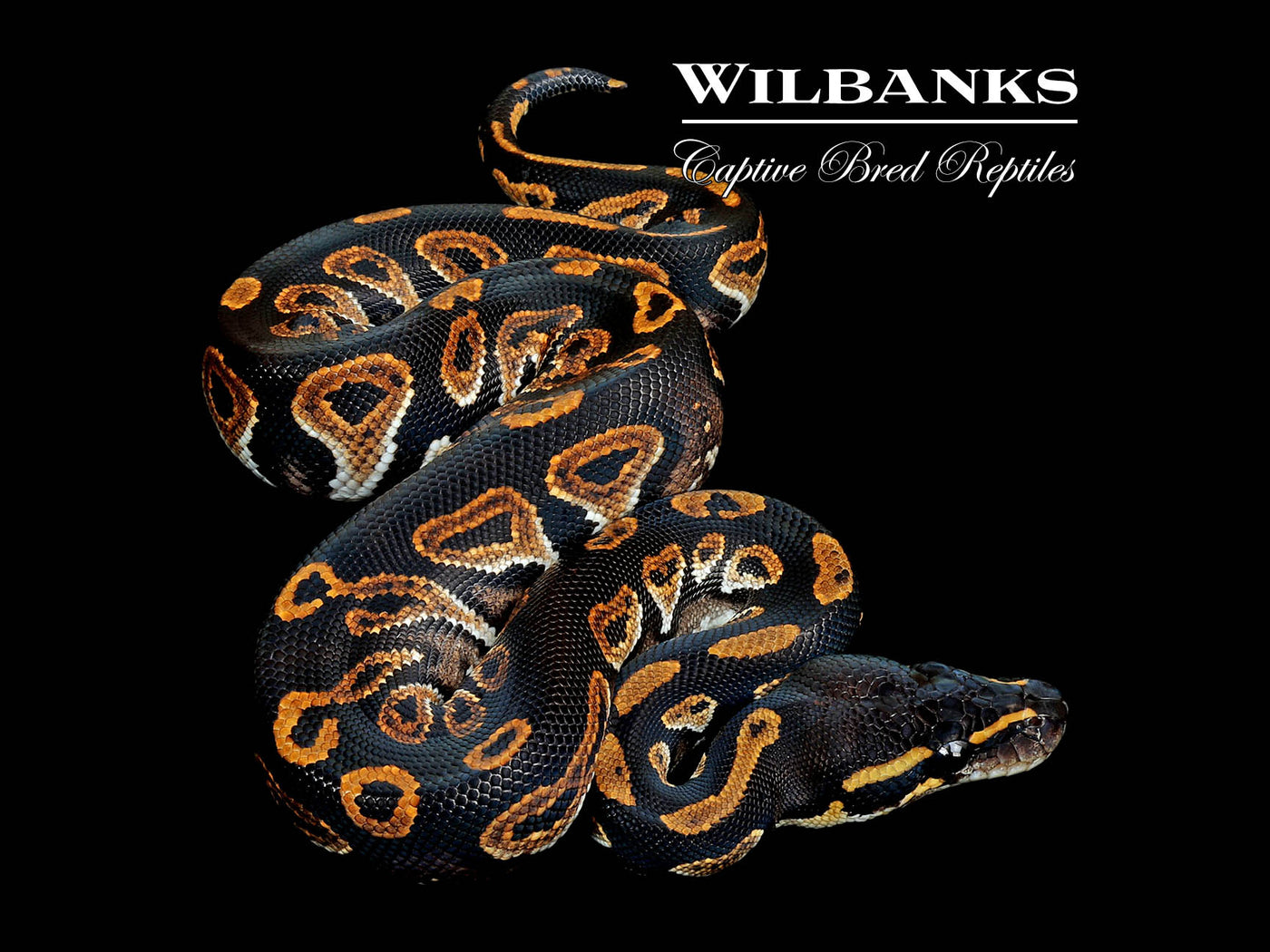 Blackhead Huffman Ball Python ♂ '25