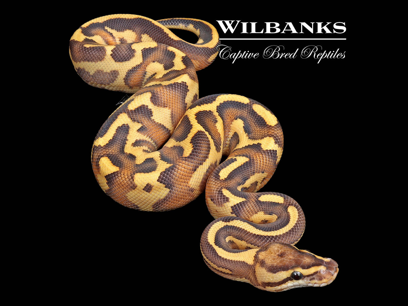 Leopard Gravel Spark Ball Python ♂ '25