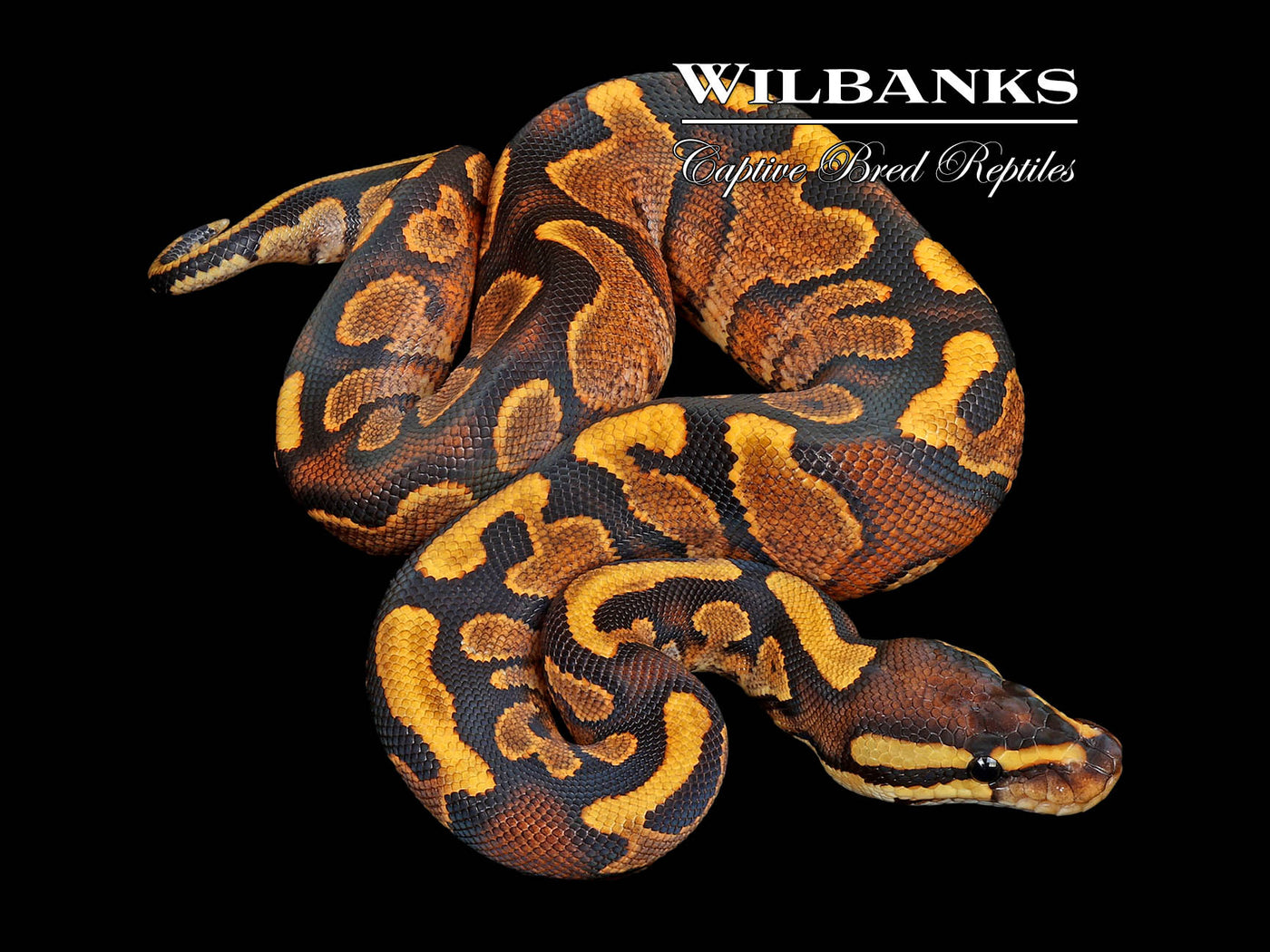 Enchi Sugar Yellow Belly Ball Python ♀ '25
