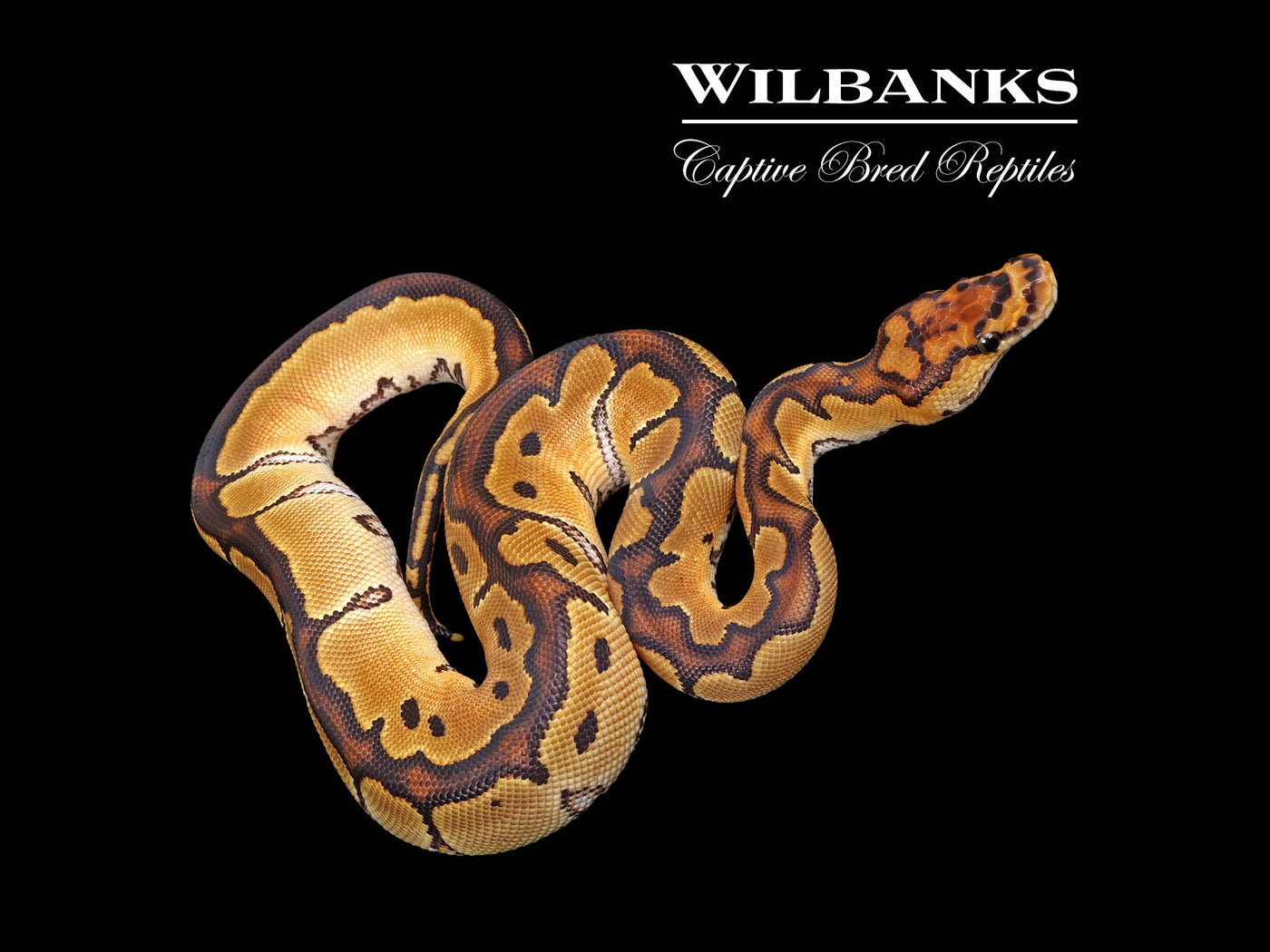 Clown Ball Python ♀ '25