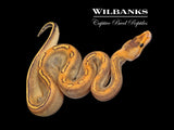 Champagne 100% Het. Lavender Ball Python ♂ '26