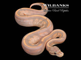 Banana Cinnamon Sugar Ball Python ♂ '26