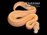 Banana Cinnamon Pinstripe Ball Python ♂ '26