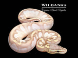Banana Pastel Sugar Ball Python ♂ '26
