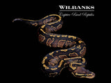 GHI Sable Ball Python ♂ '26