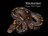 GHI Sable Ball Python ♀ '26