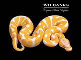 Lavender Leopard Enchi 100% Het. Clown Ball Python ♂ '26
