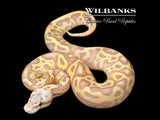 Banana Pastel Leopard Ball Python ♀ '26