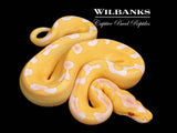 Lavender Albino Enchi Clown Ball Python ♀ '26