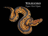 Clown Ball Python ♂ '26
