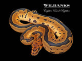 Clown Ball Python ♀ '26